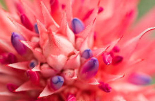 BOOKED OUT    Floral Workshop Wednesday 14th June 10am - 2pm