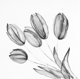 5 Tulips Black & White