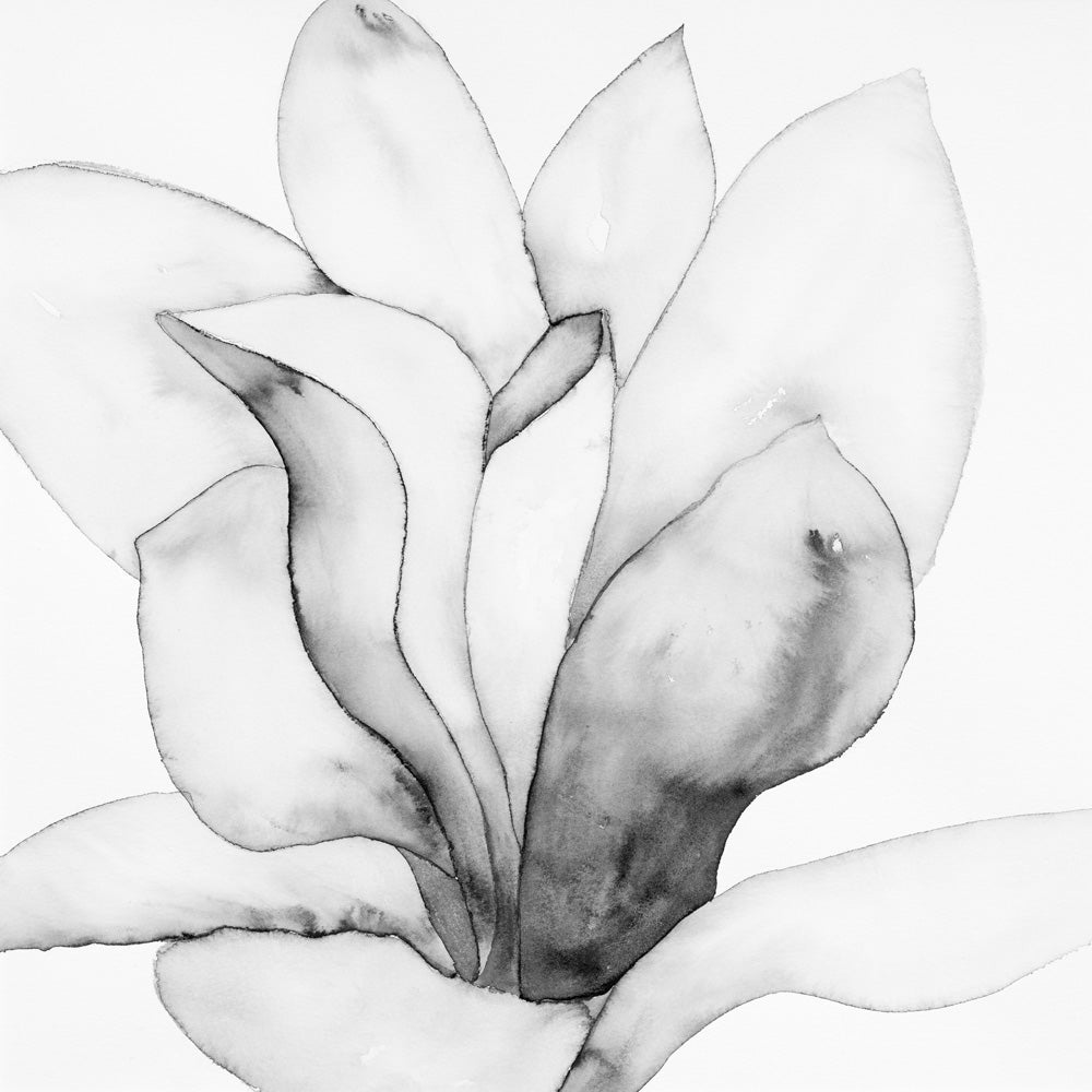 San Jose Magnolia I Black & White