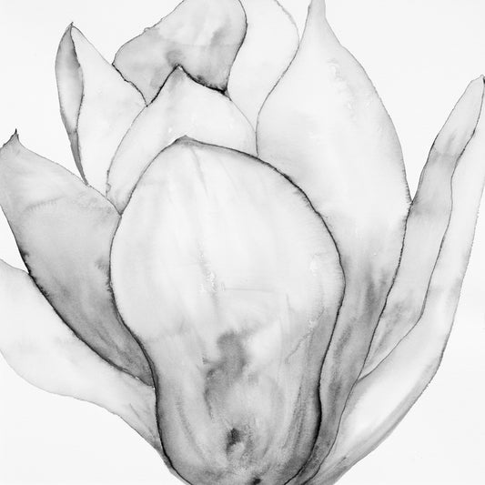 San Jose Magnolia ll Black & White