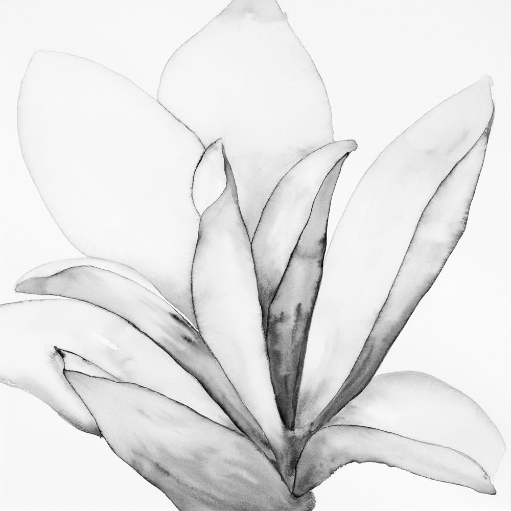 San Jose Magnolia lll Black & White