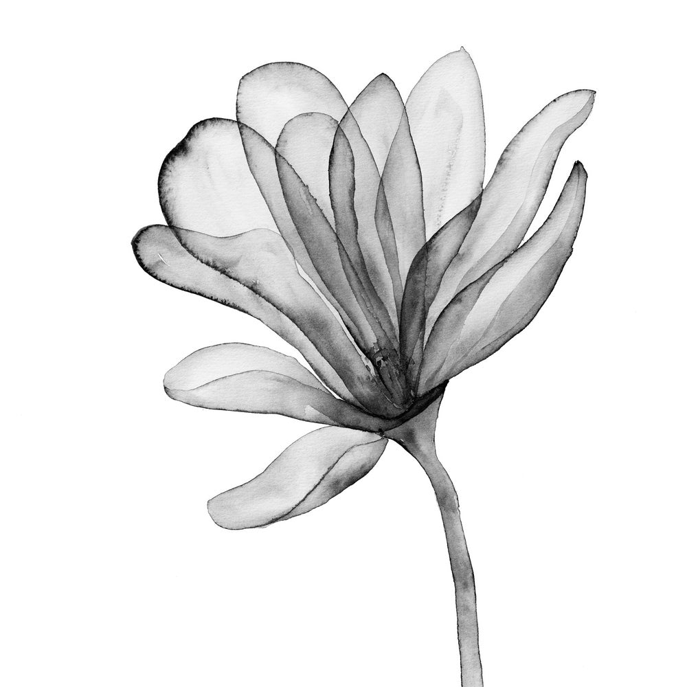 Single Stem Black & White